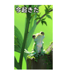 梅雨のカエルコレクション（個別スタンプ：13）
