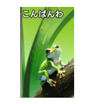 梅雨のカエルコレクション（個別スタンプ：18）