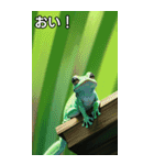 梅雨のカエルコレクション（個別スタンプ：19）