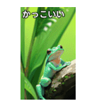 梅雨のカエルコレクション（個別スタンプ：21）