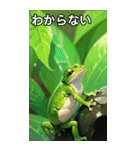 梅雨のカエルコレクション（個別スタンプ：30）