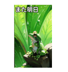 梅雨のカエルコレクション（個別スタンプ：32）