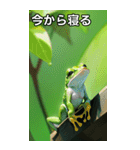 梅雨のカエルコレクション（個別スタンプ：34）