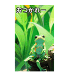 梅雨のカエルコレクション（個別スタンプ：35）