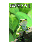 梅雨のカエルコレクション（個別スタンプ：37）