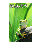 梅雨のカエルコレクション（個別スタンプ：40）