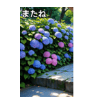 紫陽花コレクション（個別スタンプ：23）