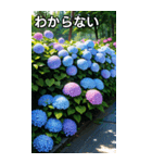 紫陽花コレクション（個別スタンプ：30）