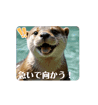 日常で使って！動くカワウソ（個別スタンプ：2）