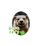 日常で使って！動くカワウソ（個別スタンプ：8）