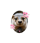 日常で使って！動くカワウソ（個別スタンプ：10）