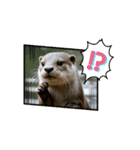 日常で使って！動くカワウソ（個別スタンプ：12）