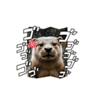 日常で使って！動くカワウソ（個別スタンプ：13）
