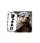 日常で使って！動くカワウソ（個別スタンプ：16）