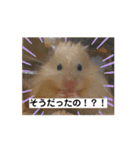へちゃむくれなハムちゃん【動く】（個別スタンプ：1）