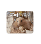 へちゃむくれなハムちゃん【動く】（個別スタンプ：7）