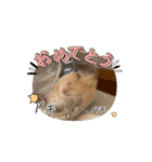 へちゃむくれなハムちゃん【動く】（個別スタンプ：8）