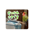 うちのbirdたち4(動く)（個別スタンプ：1）