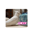 うちのbirdたち4(動く)（個別スタンプ：3）