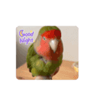 うちのbirdたち4(動く)（個別スタンプ：4）