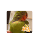 うちのbirdたち4(動く)（個別スタンプ：5）