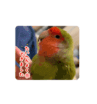うちのbirdたち4(動く)（個別スタンプ：6）