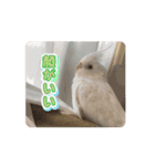 うちのbirdたち4(動く)（個別スタンプ：7）