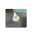 うちのbirdたち4(動く)（個別スタンプ：9）