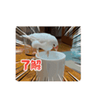 うちのbirdたち4(動く)（個別スタンプ：10）
