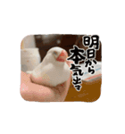 うちのbirdたち4(動く)（個別スタンプ：11）