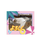 うちのbirdたち4(動く)（個別スタンプ：12）