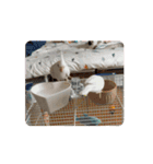 うちのbirdたち4(動く)（個別スタンプ：13）