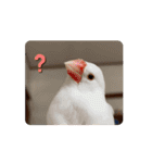 うちのbirdたち4(動く)（個別スタンプ：14）