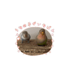 うちのbirdたち4(動く)（個別スタンプ：16）