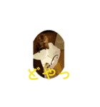 メインクーンかソマリさん実写_1（個別スタンプ：3）