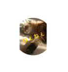 メインクーンかソマリさん実写_1（個別スタンプ：4）