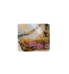 メインクーンかソマリさん実写_1（個別スタンプ：6）