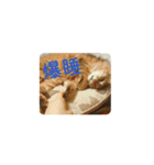 メインクーンかソマリさん実写_1（個別スタンプ：10）