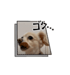 動くチワックスのモカ氏スタンプ（個別スタンプ：9）