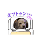 動くチワックスのモカ氏スタンプ（個別スタンプ：12）
