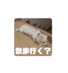 動くチワックスのモカ氏スタンプ（個別スタンプ：13）
