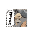 動くチワックスのモカ氏スタンプ（個別スタンプ：14）