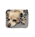 動くチワックスのモカ氏スタンプ（個別スタンプ：16）
