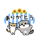 ゆるっとマヌルちゃん20 夏（個別スタンプ：8）