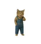 [アレンジ用]表情豊かな猫は2足歩行（個別スタンプ：5）