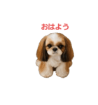 シーズーあずきちゃん（個別スタンプ：1）