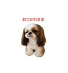 シーズーあずきちゃん（個別スタンプ：2）