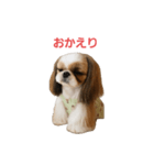 シーズーあずきちゃん（個別スタンプ：3）