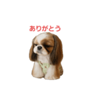 シーズーあずきちゃん（個別スタンプ：7）