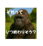 実写 ゴリラ 心の声（個別スタンプ：16）